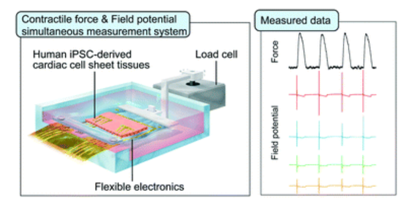 Simultaneous measurement of contractile force and field potential of dynamically beating human iPS cell-derived cardiac cell sheet-tissue with flexible electronics